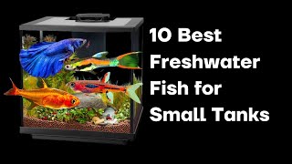 The 10 Best Freshwater Fish for Small Tanks [upl. by Nichani]