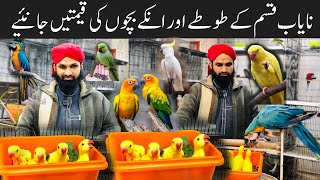 Cheapest Exotic Parrots amp Birds Market Rawalpindi in Pakistan 2024  Parrot Chicks  parrot babies [upl. by Karlene]