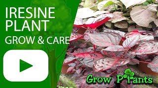 Iresine plant  grow and care [upl. by Anibor525]