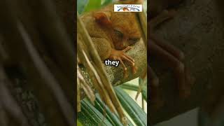 TARSIER With eyes bigger than its brain this tiny primate is a true marvel of nature TarsierFact [upl. by Ydualc]