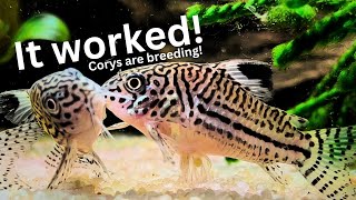 Unbelievable Results of Cory breeding project Cory eggs amp fry [upl. by Bushore]