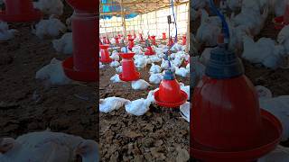 38 days poultry farm chicken chicksgrowthdaybyday [upl. by Josie]