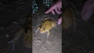 Boing boing the frogs funnyshorts funny [upl. by Berkley]