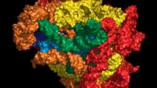 The Origins and Evolution of the Ribosome [upl. by Bilac]