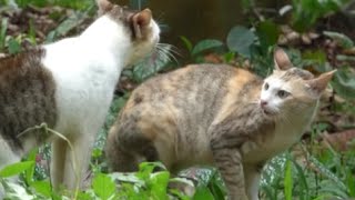 Cats talking to each other very loudly sounds  meowing loudly [upl. by Corena]