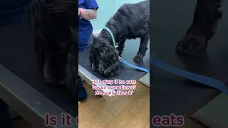 Things overheard at the vets vetadvice dogs pets veterinary vetmed veterinarian [upl. by Emmalyn947]