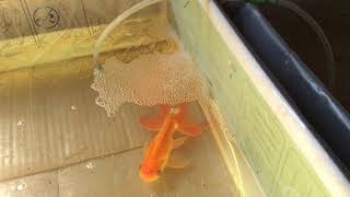 Goldfish Fungus Treatment  how to treat goldfish fungus [upl. by Roxine]