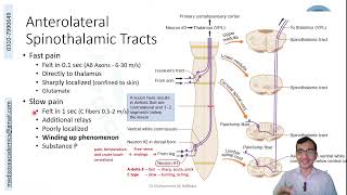 Ascending Tracts of the Spinal Cord [upl. by Coulter]