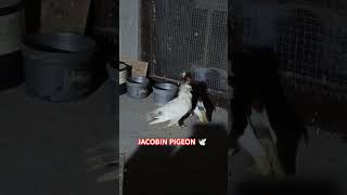 Jacobin PigeonBeautiful Jacobin PigeonWhite Jacobin Pigeon 🤔 shorts viralvideo viralvideos [upl. by Lanos]