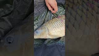 Salvataggio di una carpa malridotta fishing carpfishing fish angler fishinglife carp perte [upl. by Avis]