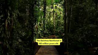 3 Fun Facts About Daintree Rainforest 3funfacts funfacts funfactshorts daintreerainforest [upl. by Tye]