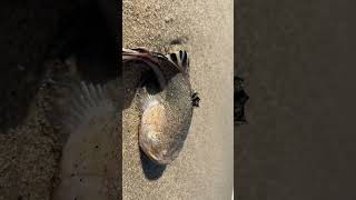 A northern stargazer fish off Atlantic highland beaches in New Jersey fluke fishing stargazer [upl. by Anizor750]