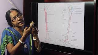 Lecture On Femur [upl. by Tasiana]