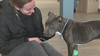 Emaciated dog rescued from frigid backyard in NJ [upl. by Jezabella]