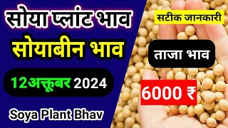 Soya Plant bhav Soyabean plant bhav today Soyabean mandi bhav soyabeanbhav [upl. by Ardnot98]