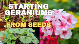 How to Grow Geraniums from Seeds for Early Blooms🍃🌸 sowing geranium  pelargonium seeds [upl. by Adamik]