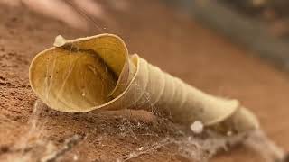 A rolled leaf possibly formed by a leaf roller moth larva [upl. by Aseeral141]