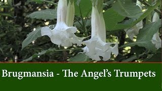 Brugmansia  Angels Trumpets  Varieties and how to grow them [upl. by Anrahc677]