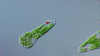 Euglena gracilis im Interferenzkontrast [upl. by Tarfe]