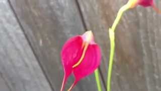 Orchid care growing Masdevallia Angel Heart Orchid [upl. by Lyndes9]