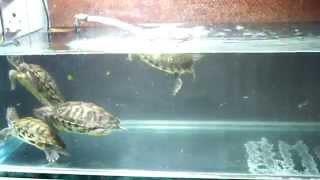 Turtle Eating live guppies [upl. by Ram]