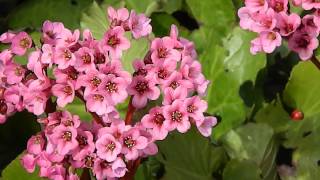 Bergenia cordifolia Purpurea [upl. by Winnah]