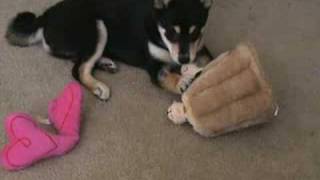 Shiba Inu Puppy Catches Hide A Squirrel [upl. by Anura31]