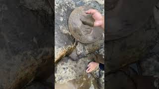 gold prospecting 2024 finding gold in sand gold prospecting for beginners [upl. by Gothart]