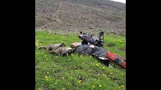 Family of Hoary Marmots use sweat as a salt lick [upl. by Gittle]