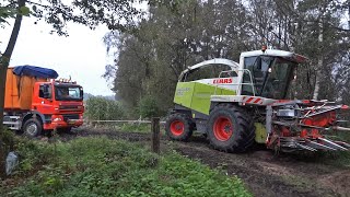 Harvesting Mais In The Mud  Ginaf vs Claas Jaguar 870  Modderen  Pleizier amp Timmer [upl. by Kcaj886]