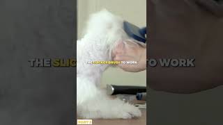 How to Properly Groom Your Cocker Spaniel  Part 3 [upl. by Alcinia]