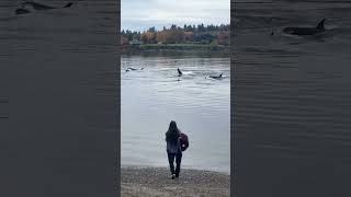 Onlookers Enjoy Magical Encounter With Orcas but Experts Perplexed [upl. by Offen]