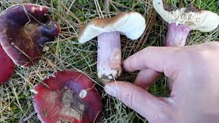 Características que identifican a Russula torulosa [upl. by Chev372]