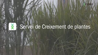 Servei de Creixement de plantes  CERCAGINYS [upl. by Atnohsal]