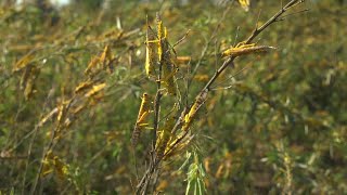 Uganda military fights back against destructive locust swarms  AFP [upl. by Anesor]