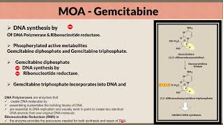 Gemcitabine Mechanism of Action in a nutshell [upl. by Assirac428]