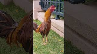 Adorable Rooster Daily Routine The Lovely Pet You Never Knew You Needed Rooster RoosterLover [upl. by Peednama]