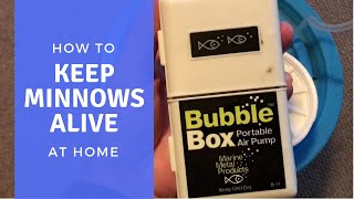 How to Keep Minnows Alive at Home [upl. by Judi422]