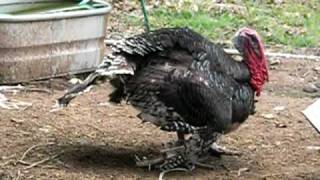 Turkey Gobbling [upl. by Bedelia]