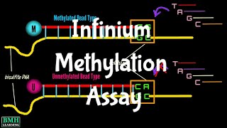 Infinium Methylation Assay  Illumina Methylation Assay [upl. by Nace]