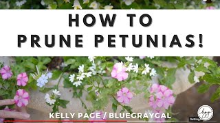 How to Care for Petunias [upl. by Brause]