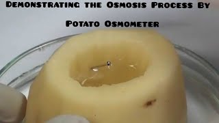 Demonstrate the osmosis process by potato Osmometer  Full explained in hindi biologytrend [upl. by Isman]