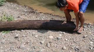 may isda sa puno ng niyog na nasa ilog [upl. by Askwith]