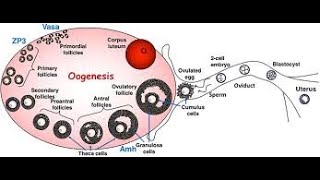 Oogenesis  Multiplication and growth phase [upl. by Kittie965]