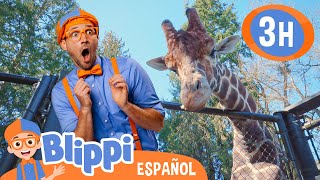 Blippi visita jirafas en el Zoo 🦒 Blippi Español  Videos educativos para niños  Aprende y Juega [upl. by Guinn]