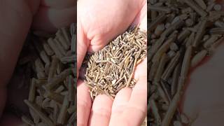 Wild rice from start to finish with samuelthayer378 asmr [upl. by Nylecyoj928]