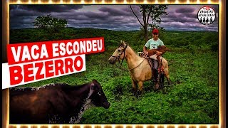 Procurando Bezerro que a vaca Escondeu [upl. by Cobby899]