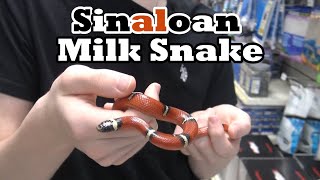 Sinaloan Milk Snake [upl. by Halac]