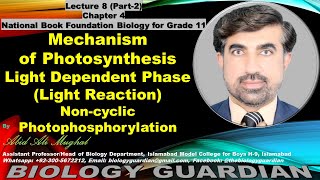 Light Reaction Noncyclic Photophosphorylation Lecture 8 Part2 Ch4 NBF Biology 1st Year [upl. by Ariait]