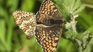 Glanville Fritillary Wheelers Bay Isle of Wight [upl. by Einra243]